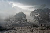 Morning Fog (David Grigg) 1st Place Slides and Winner of the Roger Purcell Memorial Trophy